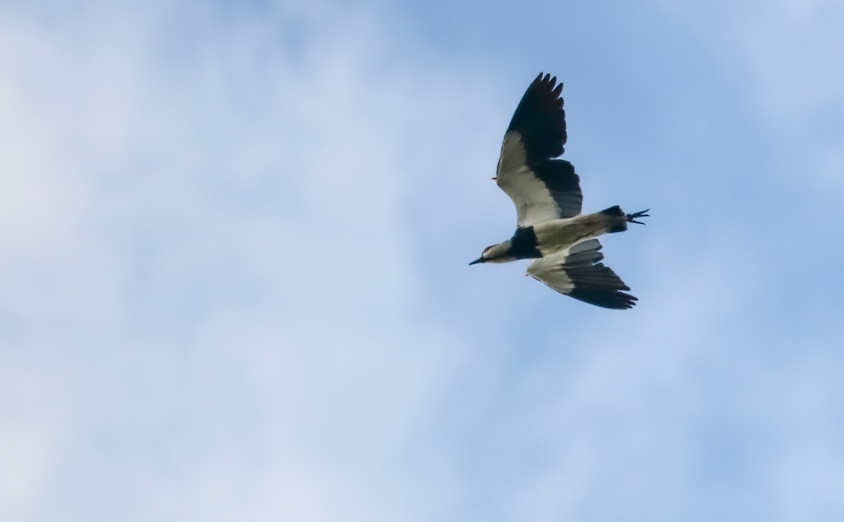 Southern Lapwing - ML646709475