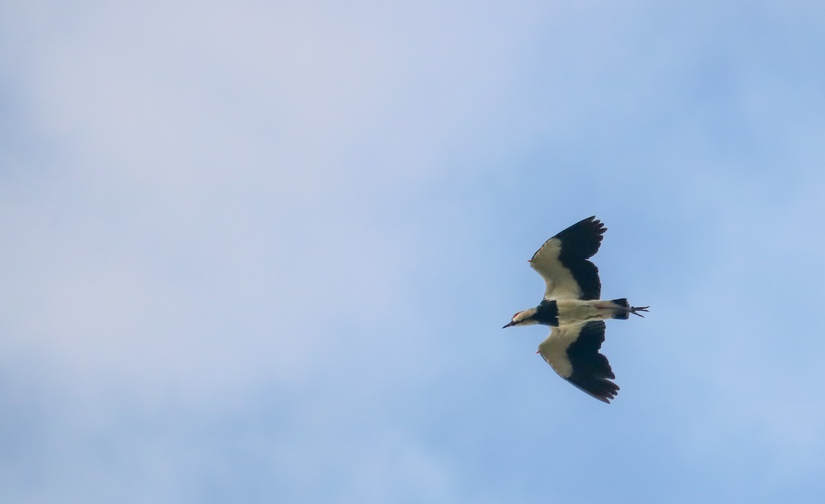 Southern Lapwing - ML646709476