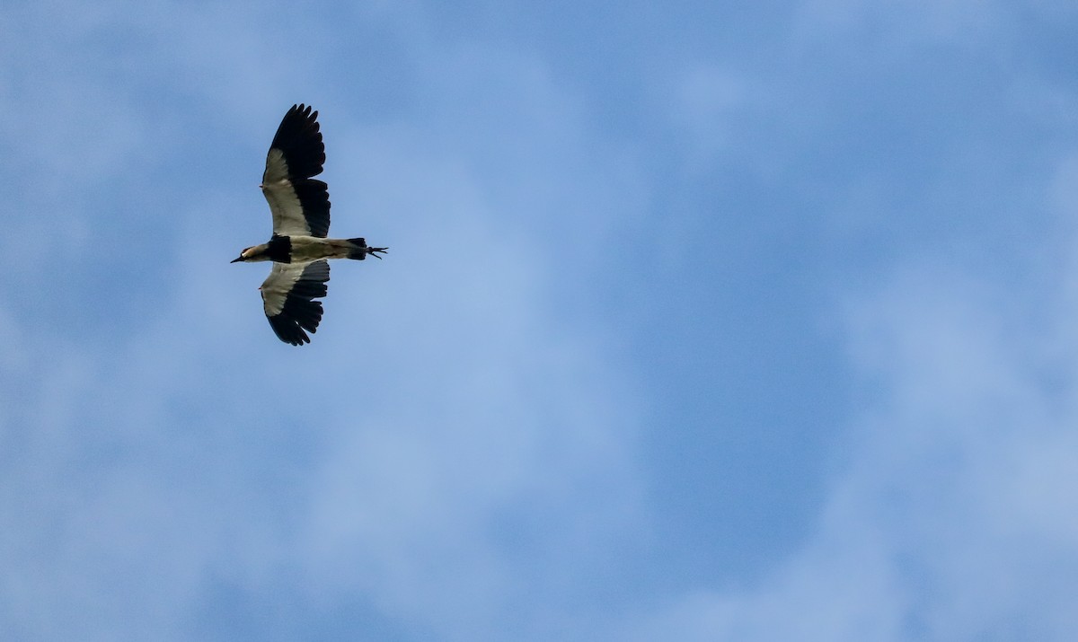 Southern Lapwing - ML646709477