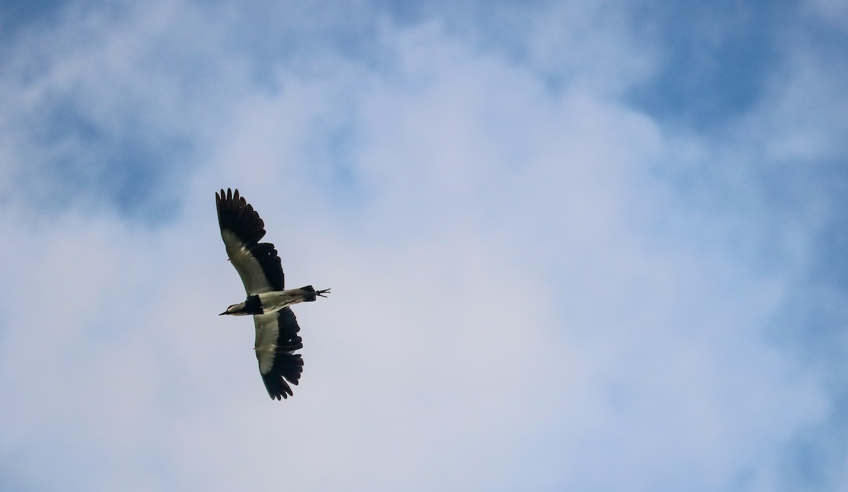 Southern Lapwing - ML646709478
