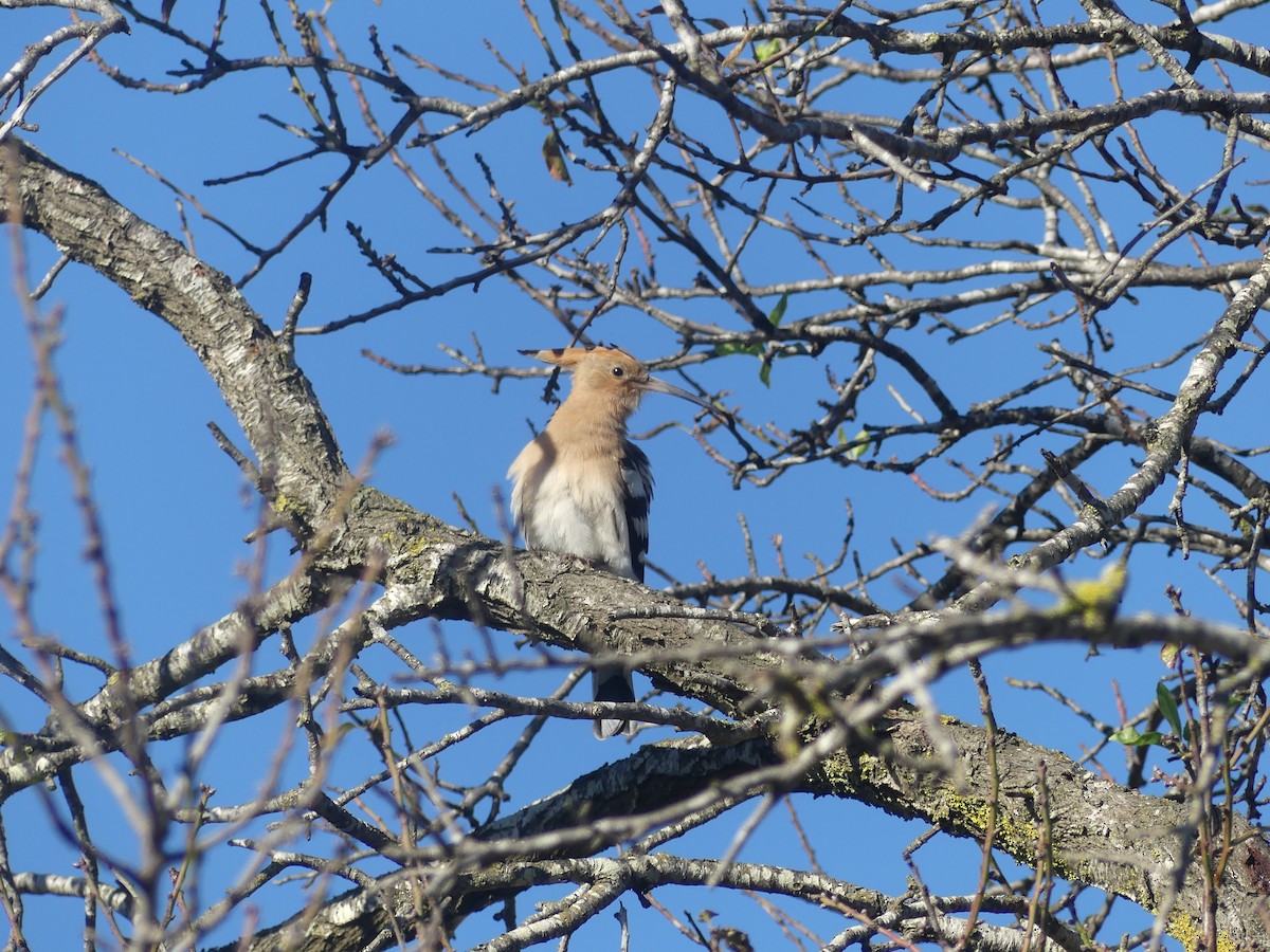 Common Hoopoe - ML646709483