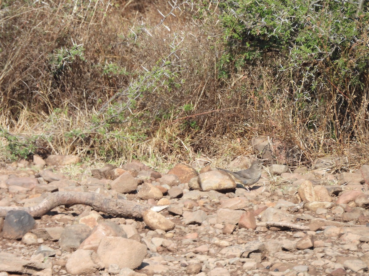 Canyon Towhee - ML646709484