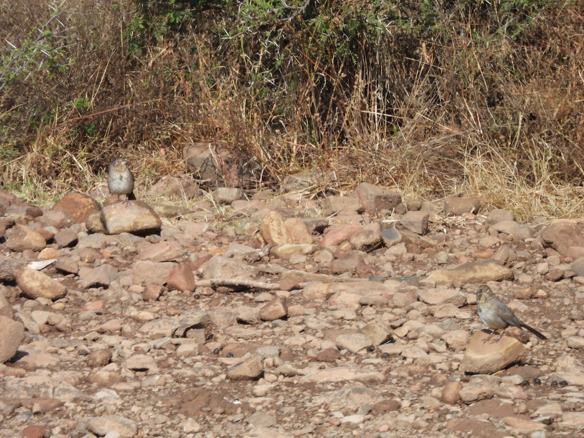 Canyon Towhee - ML646709485