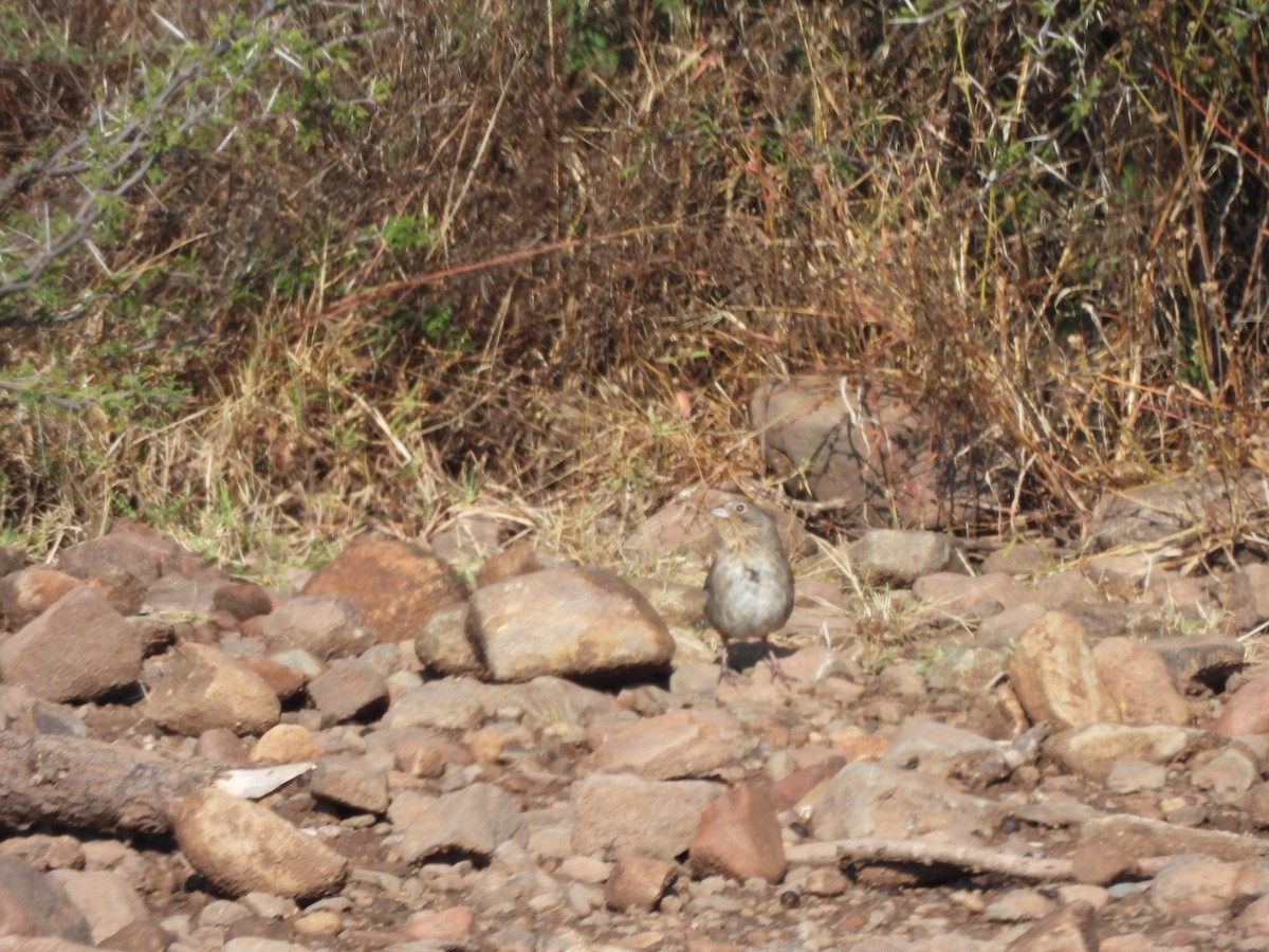 Canyon Towhee - ML646709486