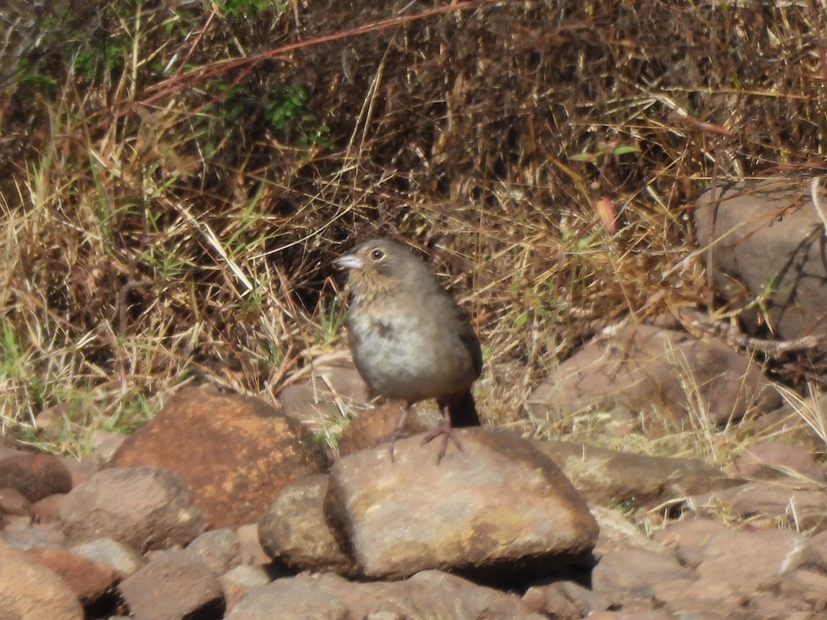 Canyon Towhee - ML646709487