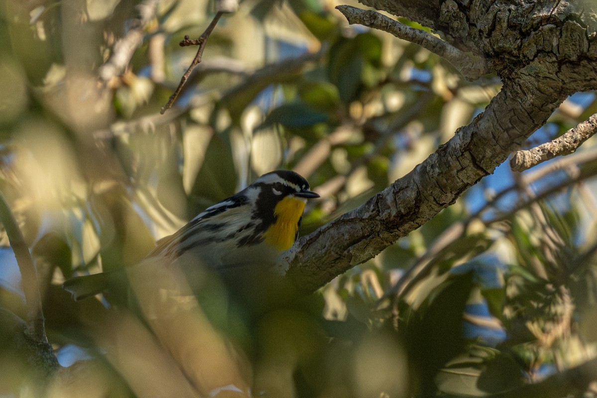 Yellow-throated Warbler - ML646709488