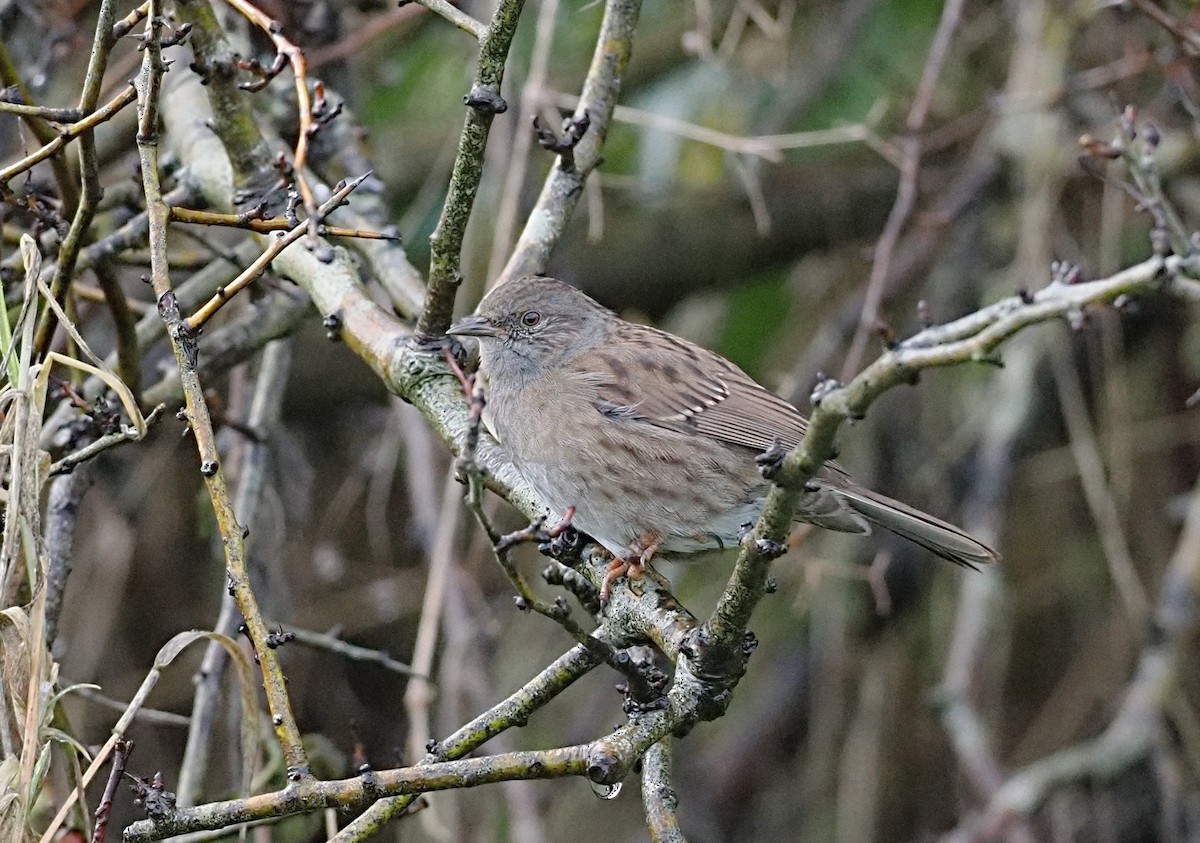 Dunnock - ML646709489