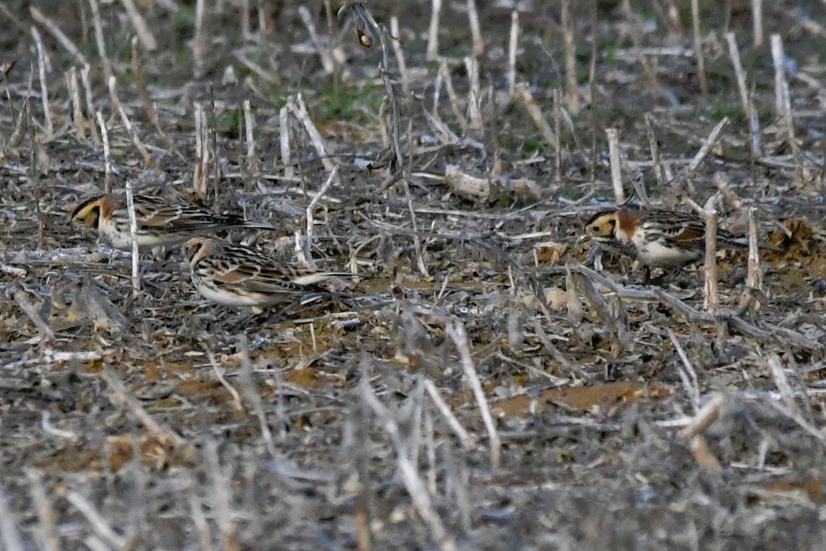 Mahmuzlu Çinte - ML646709492