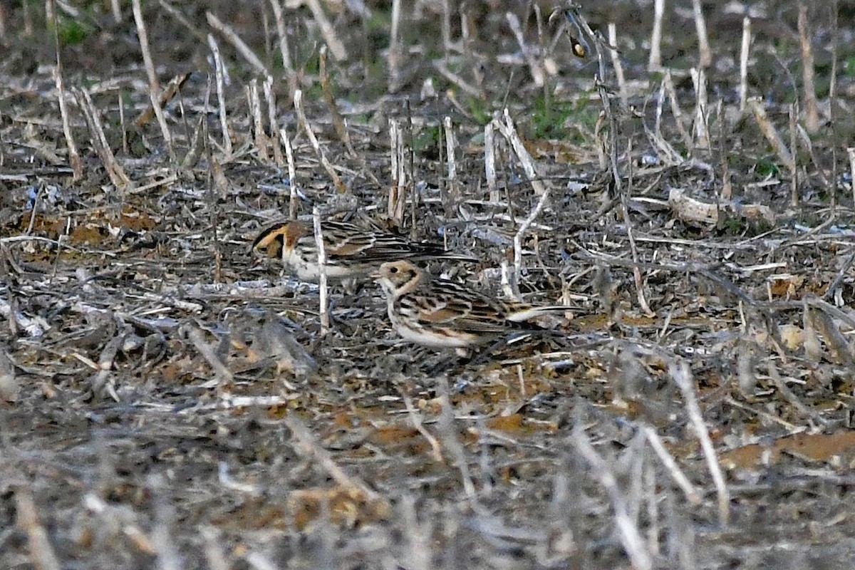 Mahmuzlu Çinte - ML646709493