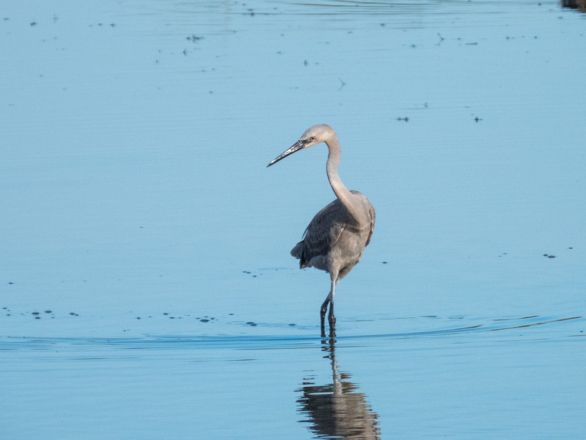 Reddish Egret - ML646709494