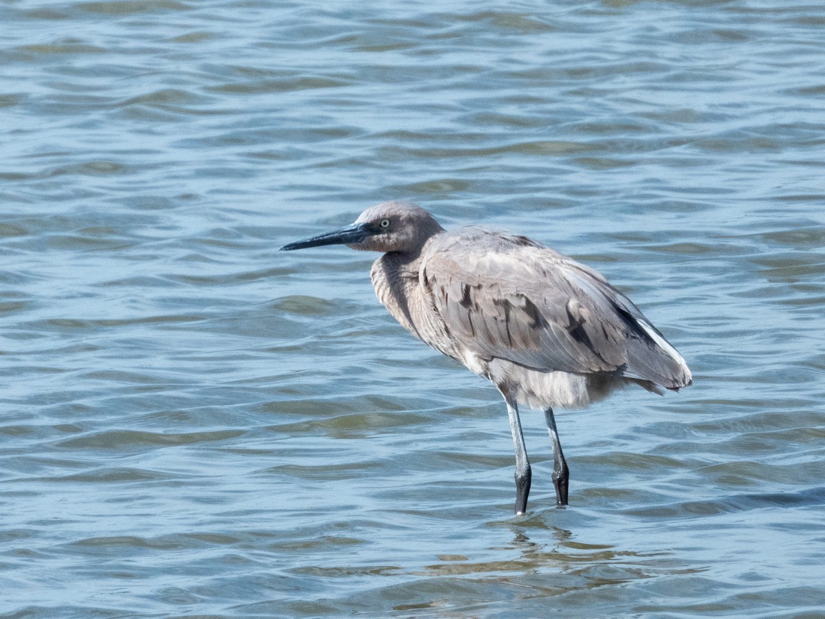 Reddish Egret - ML646709495