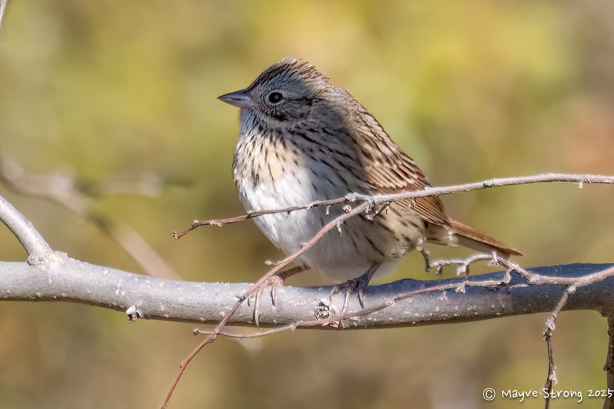 Lincoln's Sparrow - ML646709497