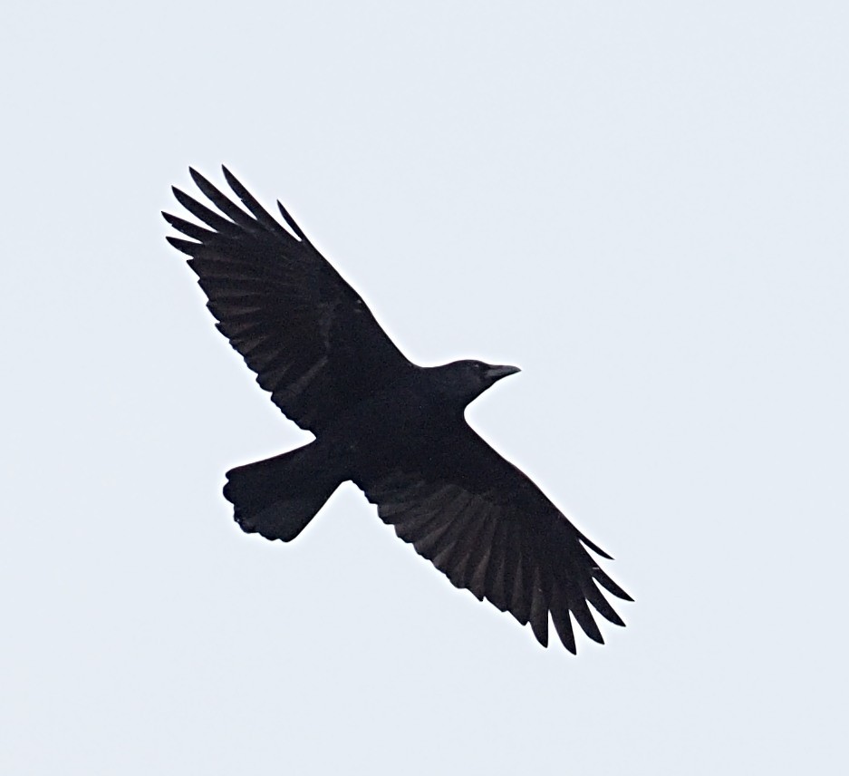 Carrion Crow - ML646709501