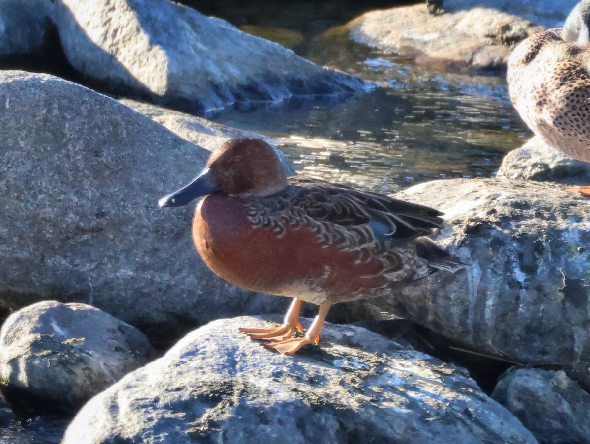 Cinnamon Teal - ML646709502