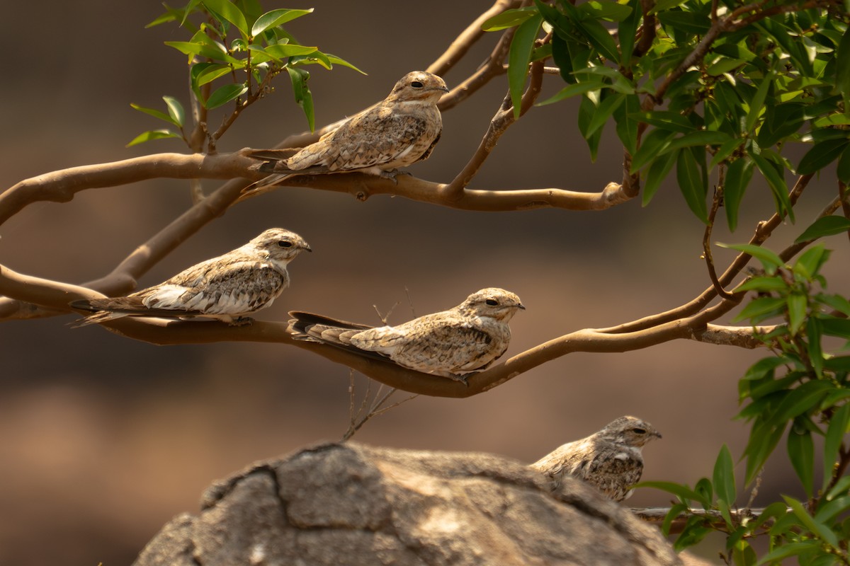 Sand-colored Nighthawk - ML646709503