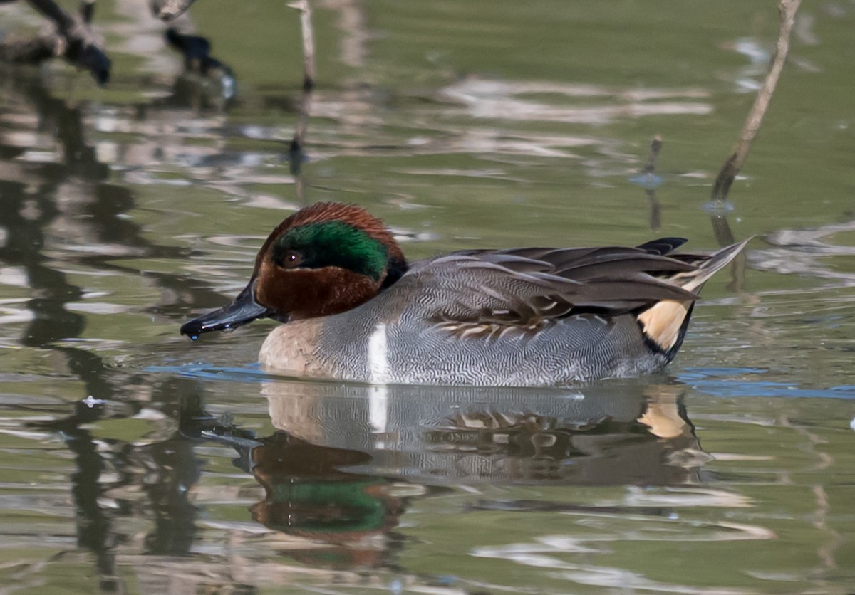 Green-winged Teal - ML646709504
