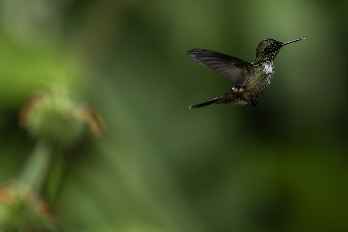 Festive Coquette - ML646709506