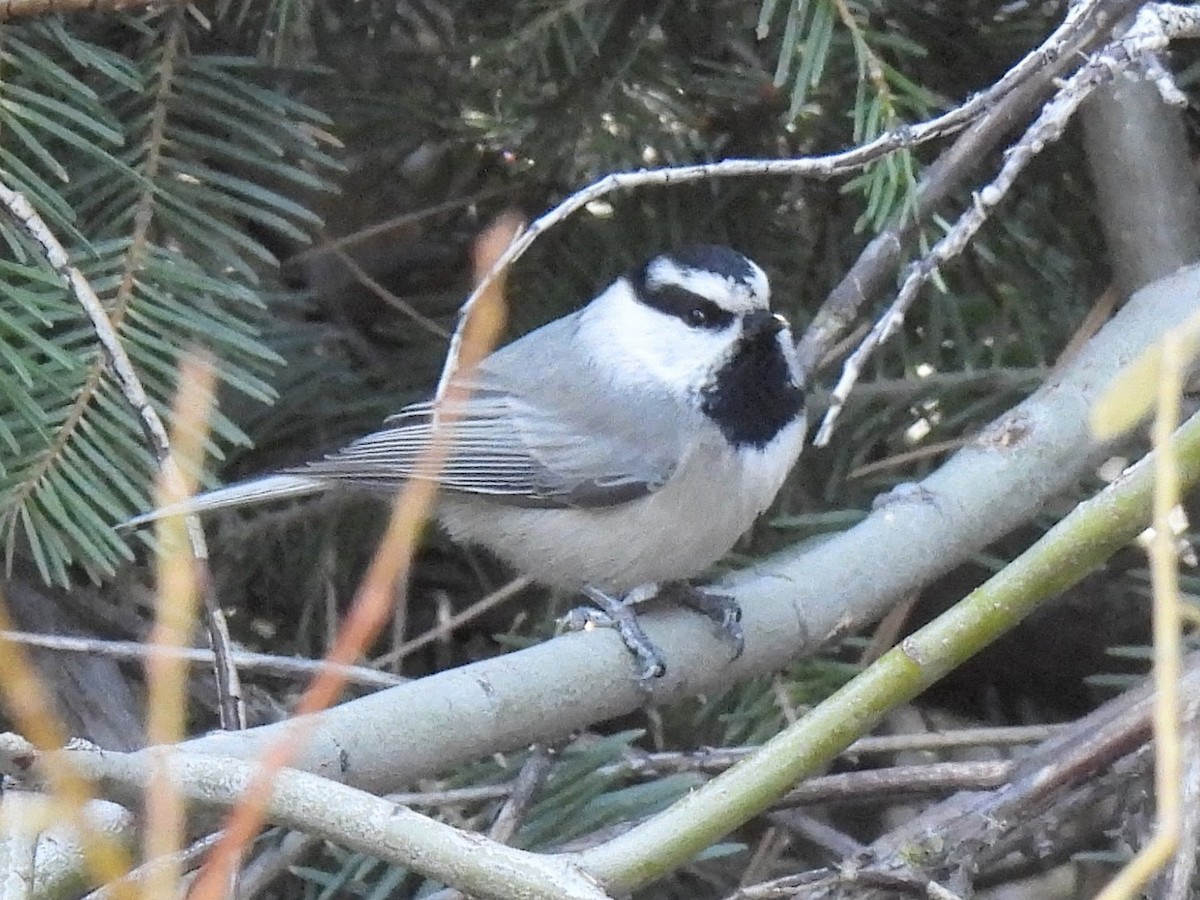 Mountain Chickadee - ML646709507