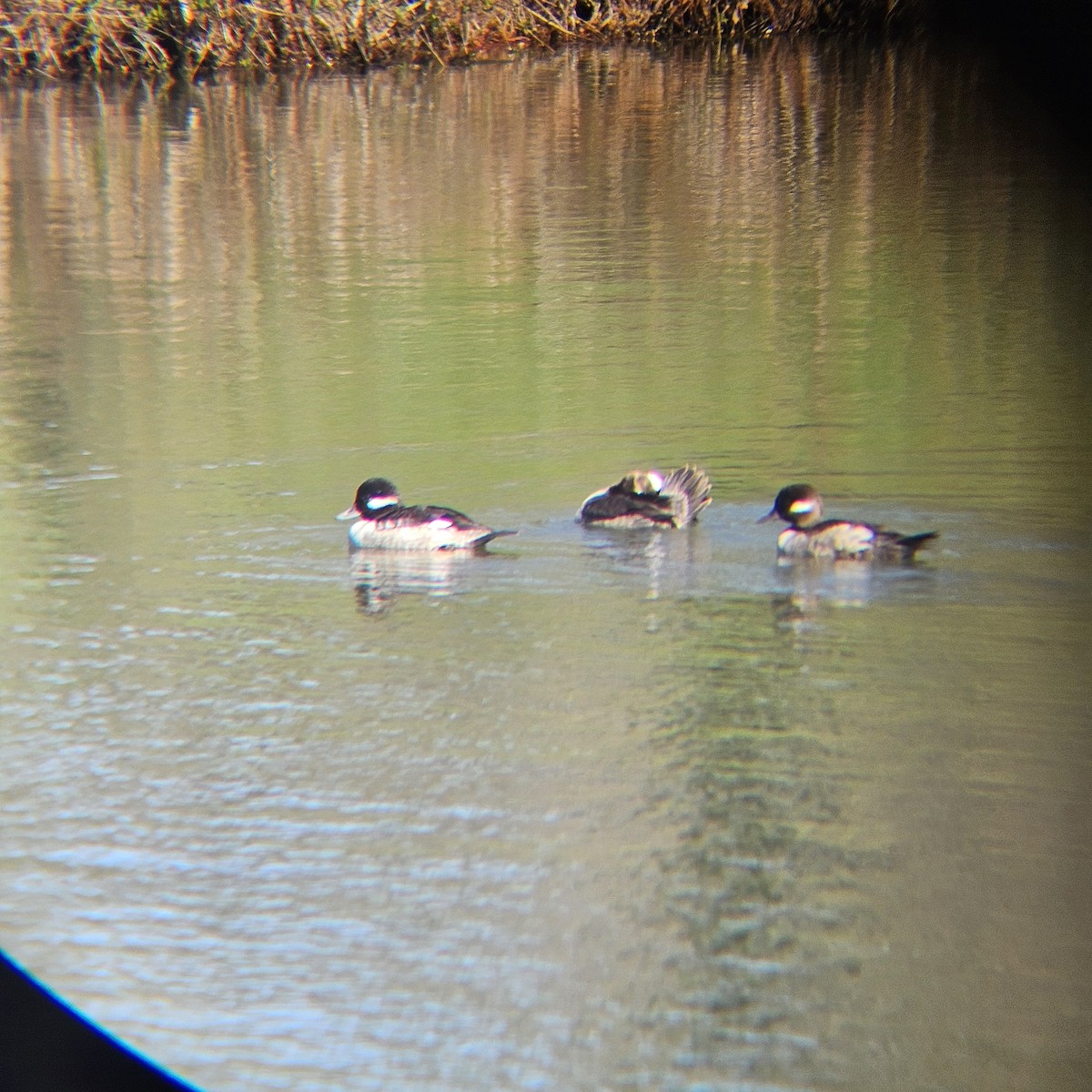 Petit Garrot - ML646709517