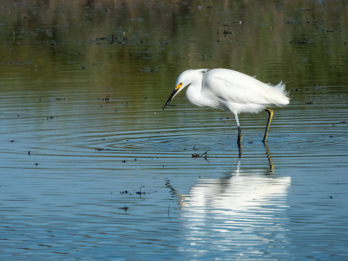 Karbeyaz Balıkçıl - ML646709518