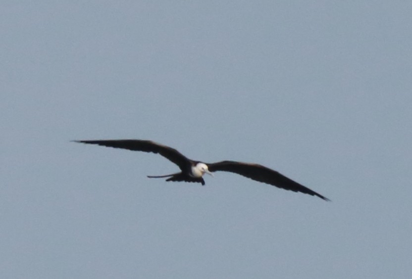 Magnificent Frigatebird - ML646709521