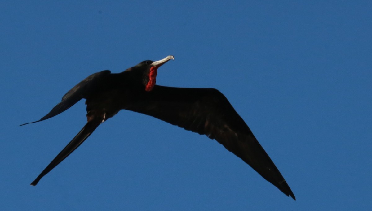 Magnificent Frigatebird - ML646709523
