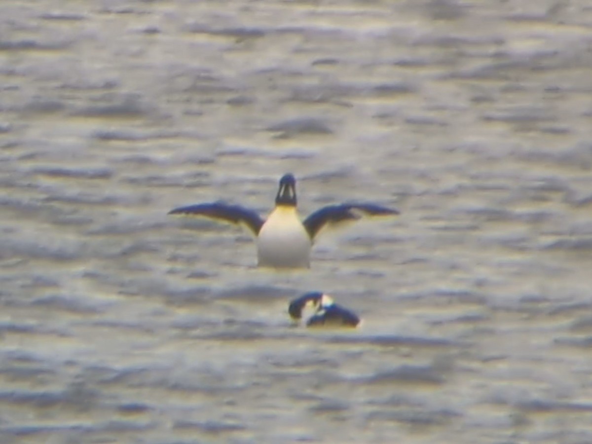 キタホオジロガモ - ML646709524