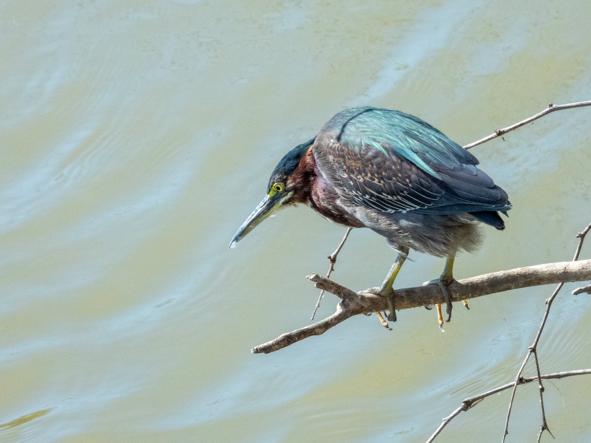 Yeşil Balıkçıl - ML646709525