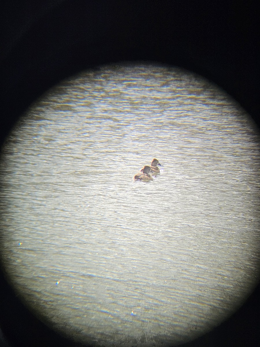 Fuligule à collier - ML646709528