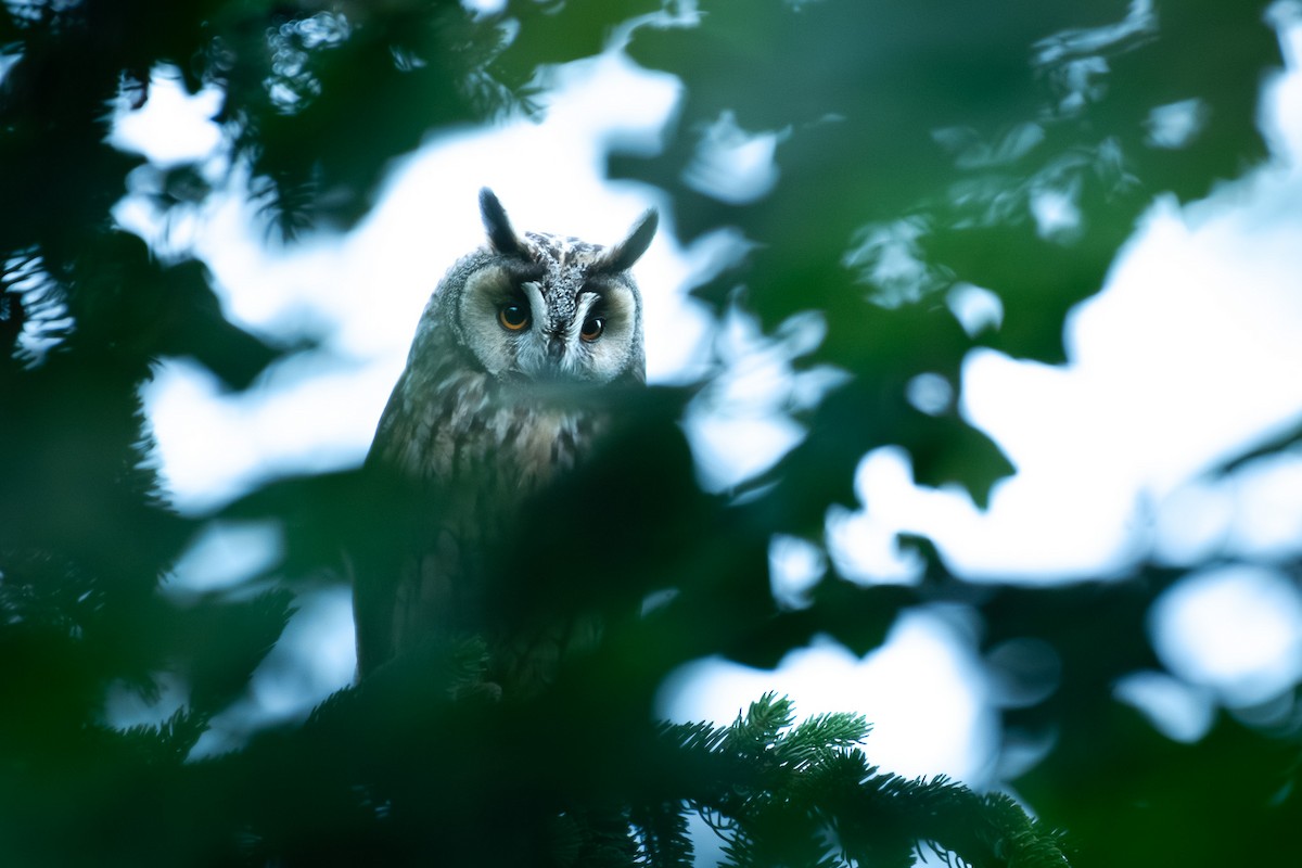 Соотон гуйванга - ML646709529