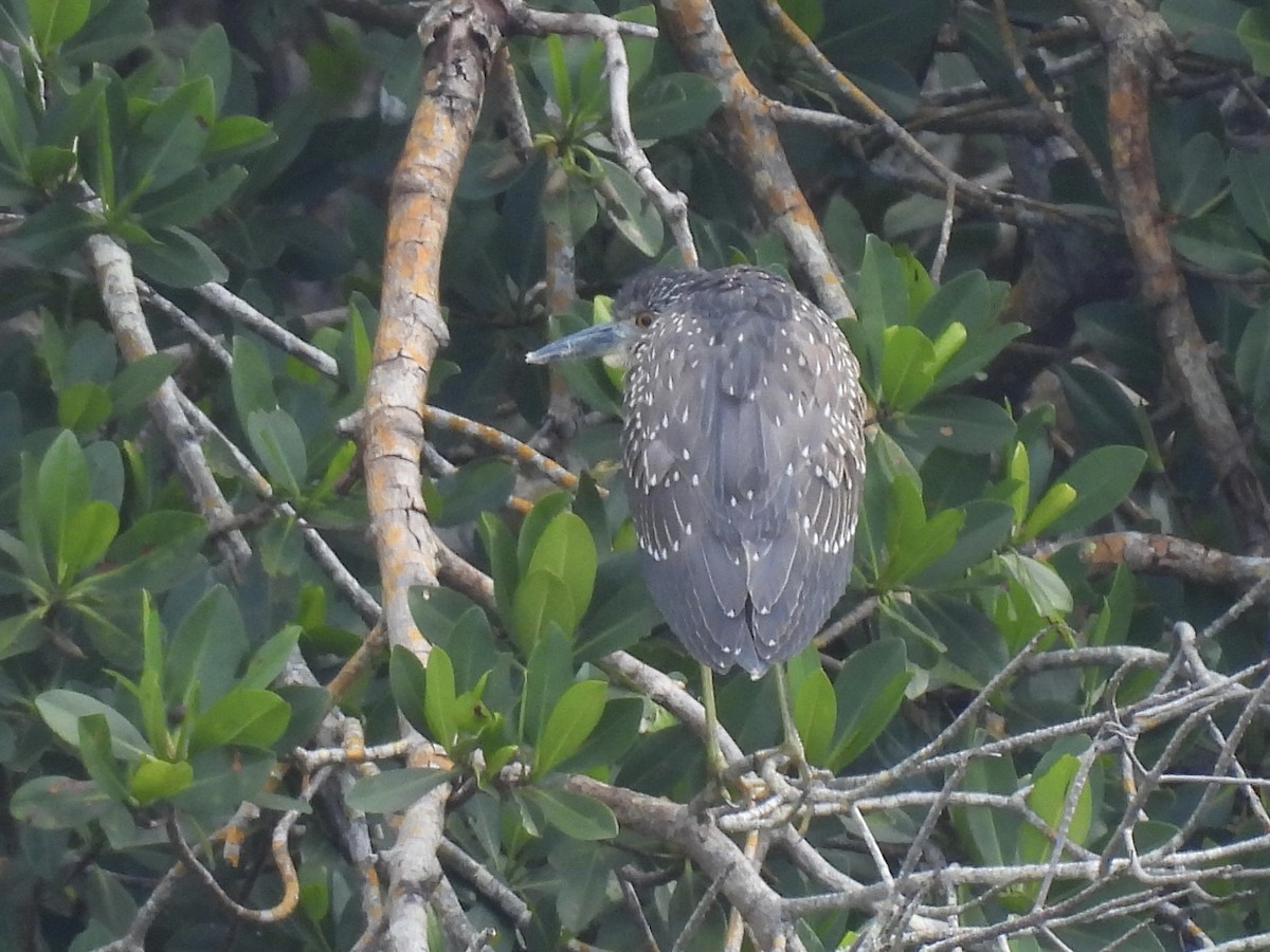 kvakoš žlutočelý - ML646709531