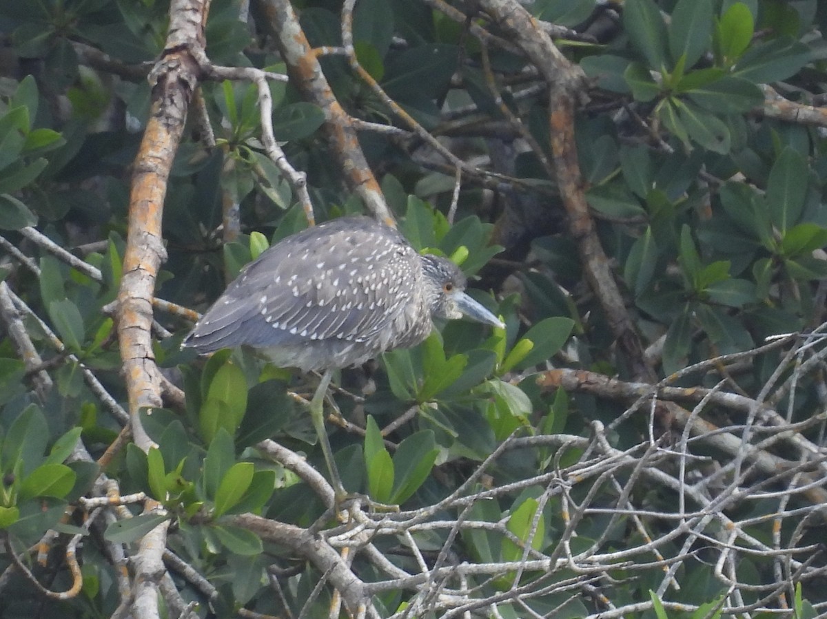 kvakoš žlutočelý - ML646709532