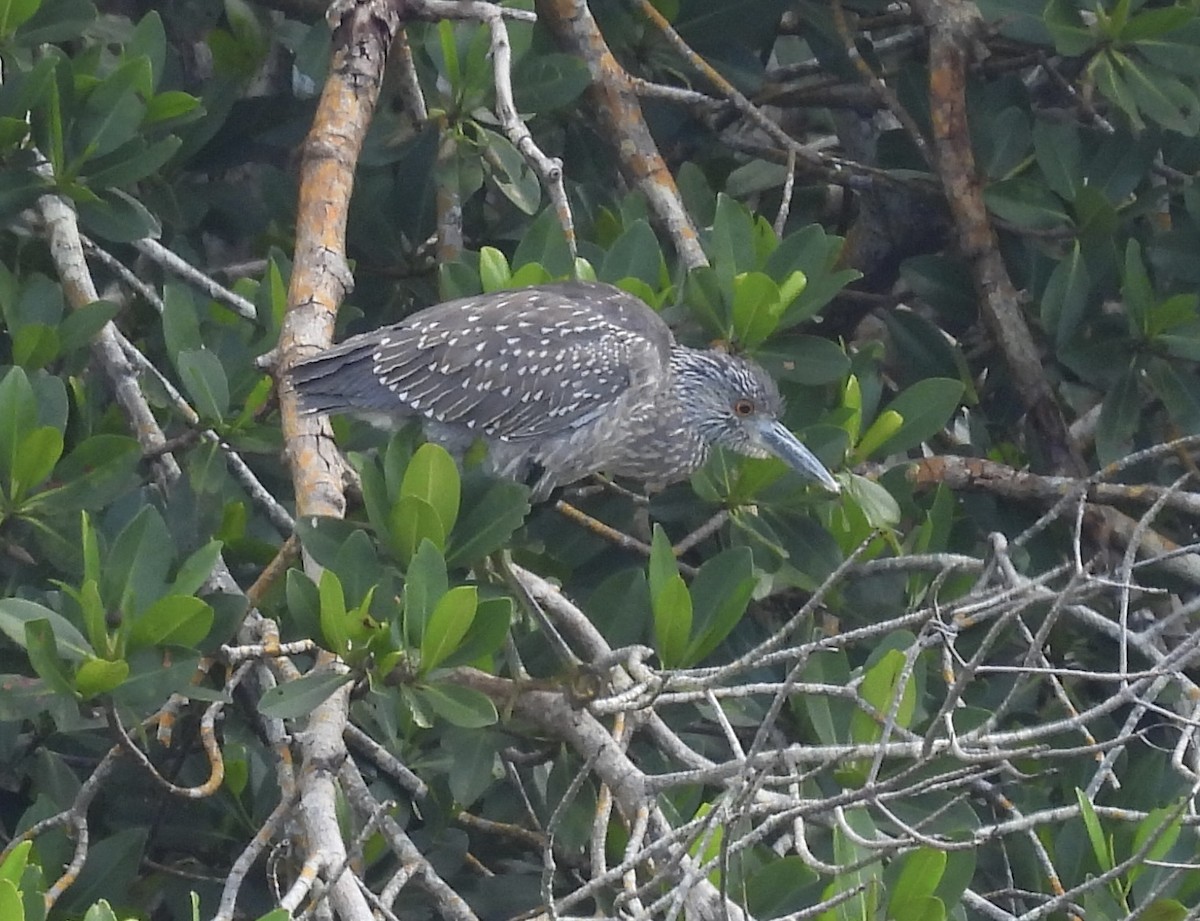 kvakoš žlutočelý - ML646709533