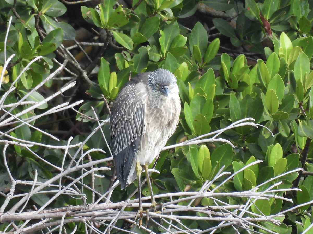 kvakoš žlutočelý - ML646709534