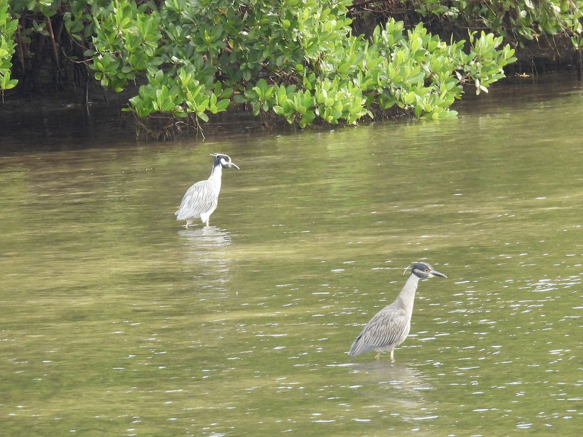 kvakoš žlutočelý - ML646709535