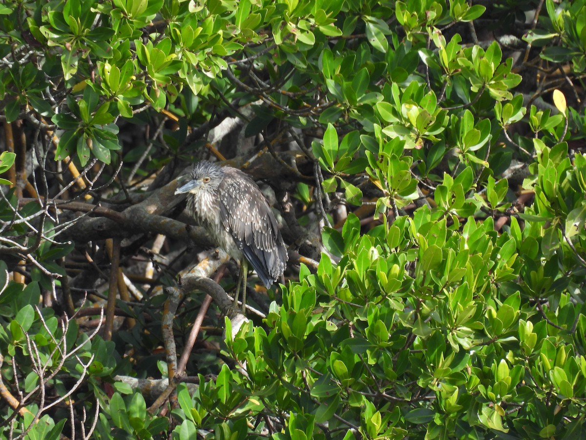 kvakoš žlutočelý - ML646709536