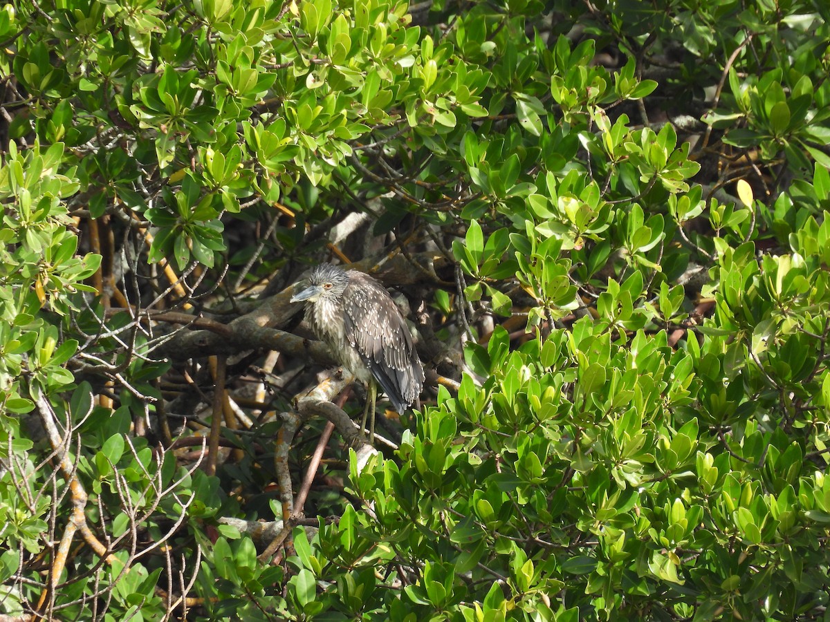 kvakoš žlutočelý - ML646709537