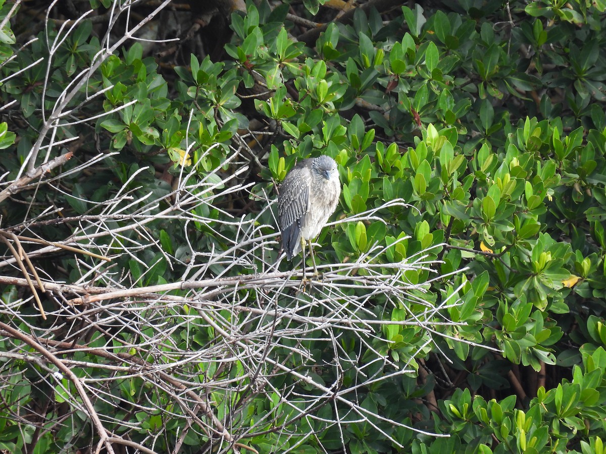 kvakoš žlutočelý - ML646709539