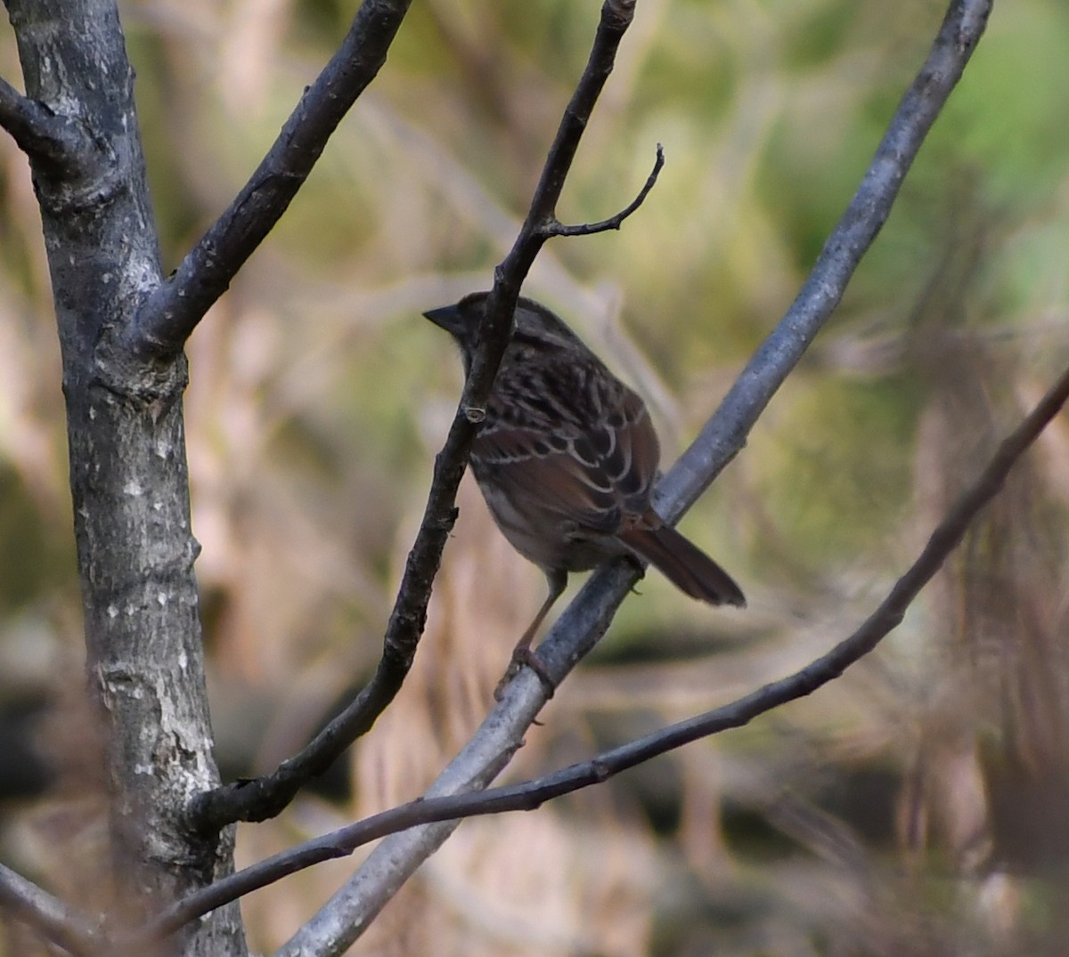 Song Sparrow - ML646709546