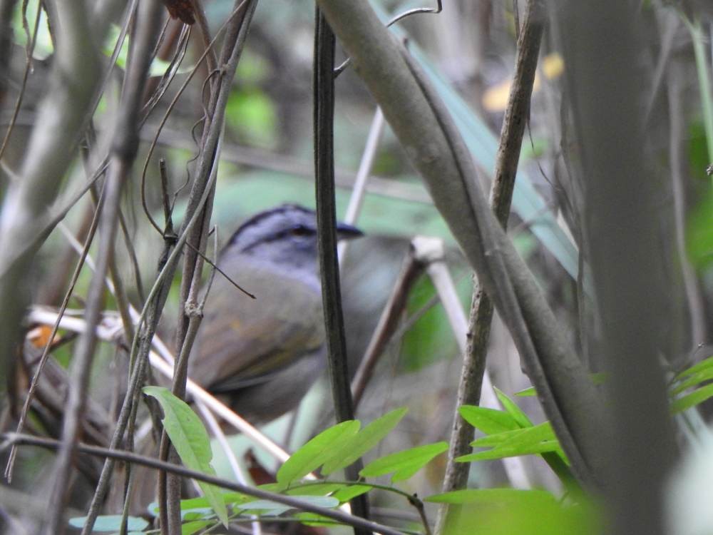 Black-striped Sparrow - ML646709547