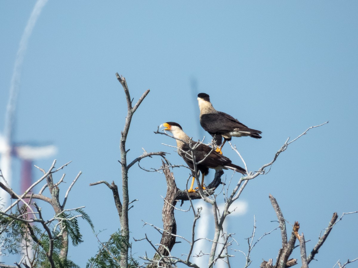 Tepeli Karakara - ML646709548