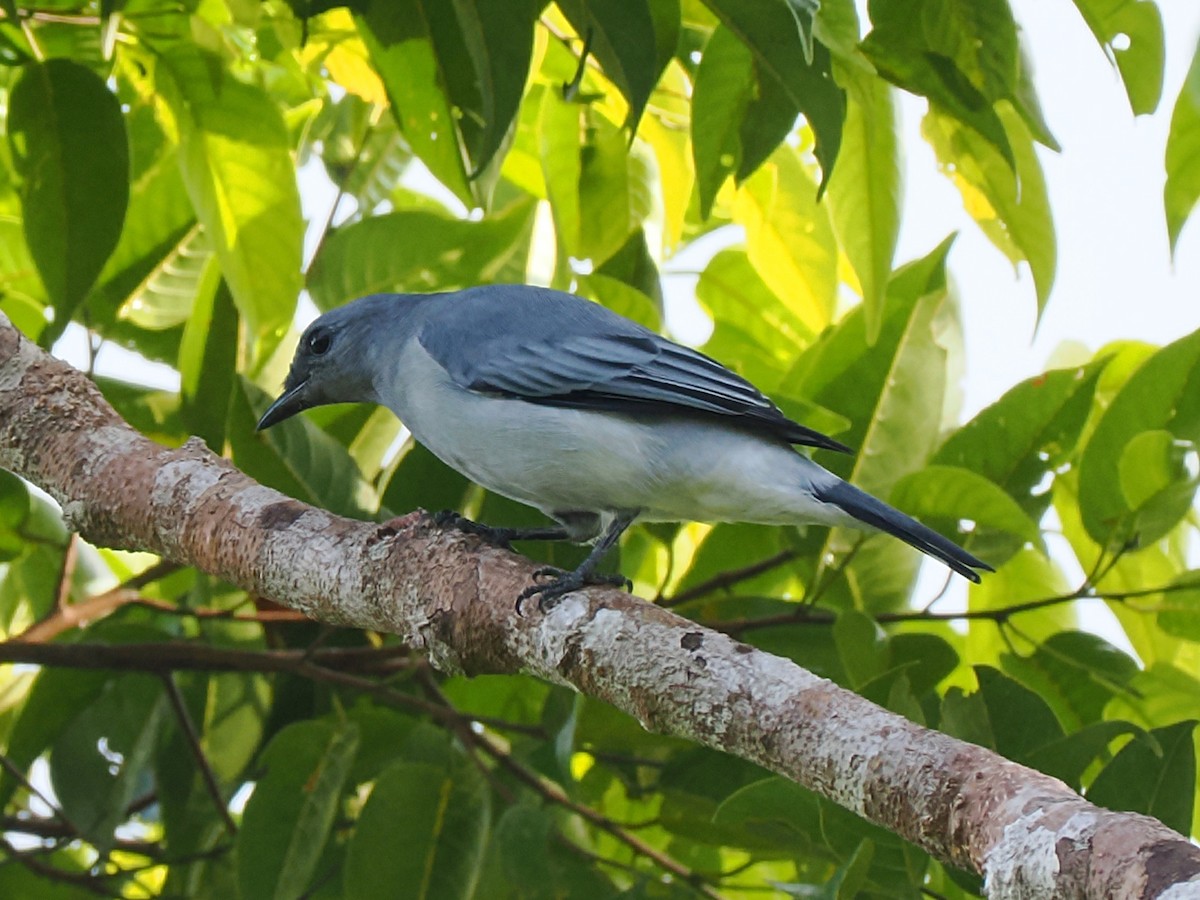 Black-bibbed Cicadabird (Mindanao) - ML646709549