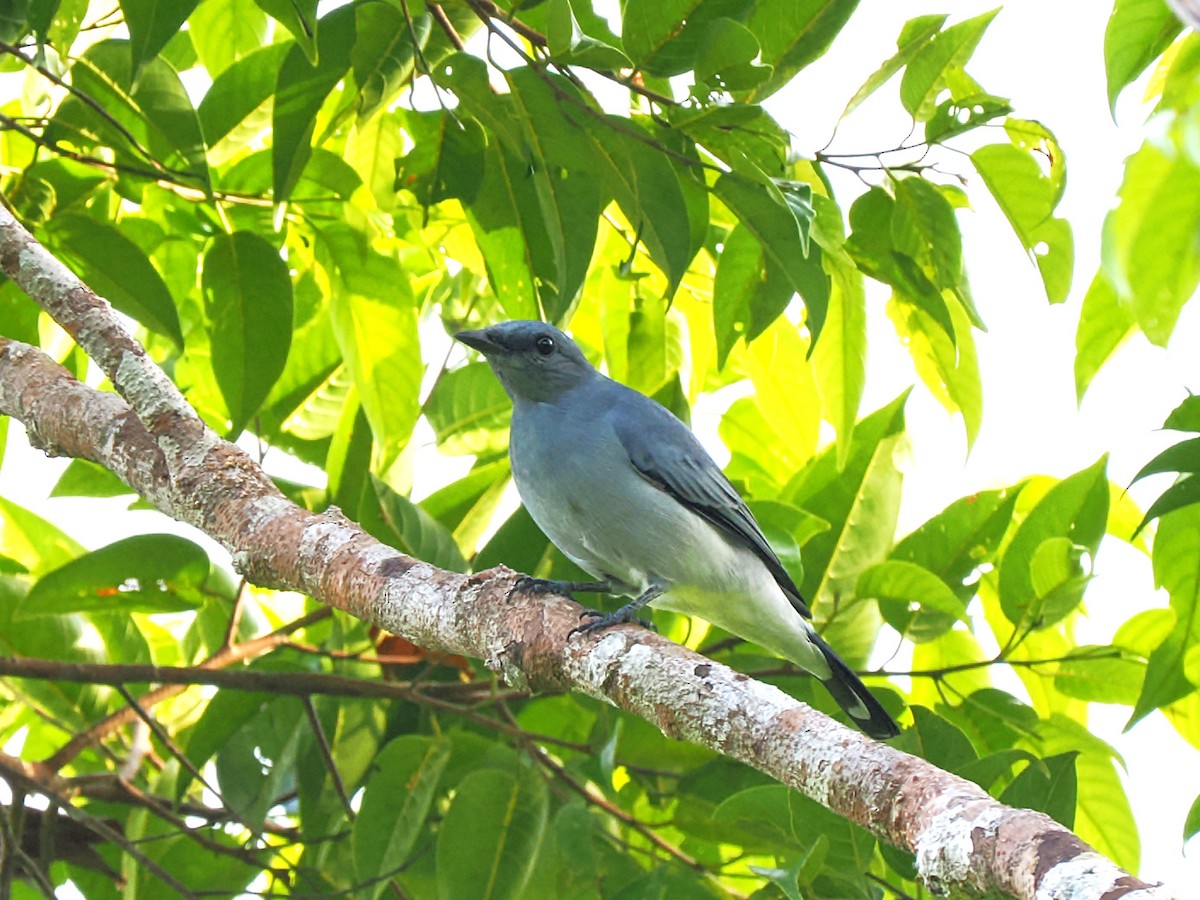 Black-bibbed Cicadabird (Mindanao) - ML646709550