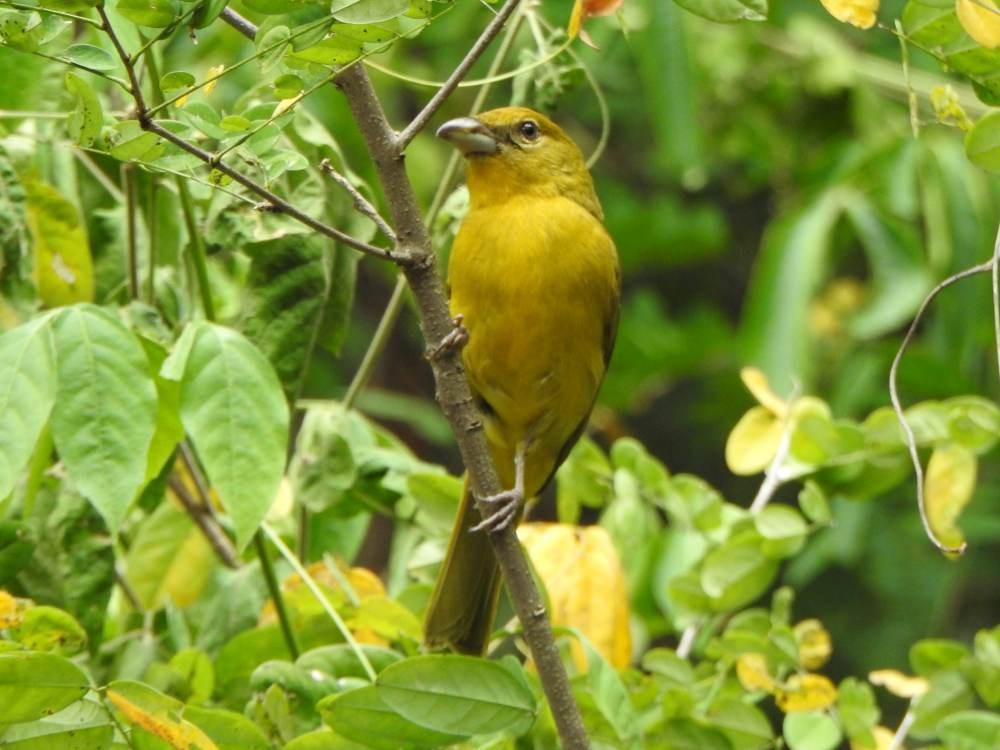 Hepatic Tanager - ML646709554