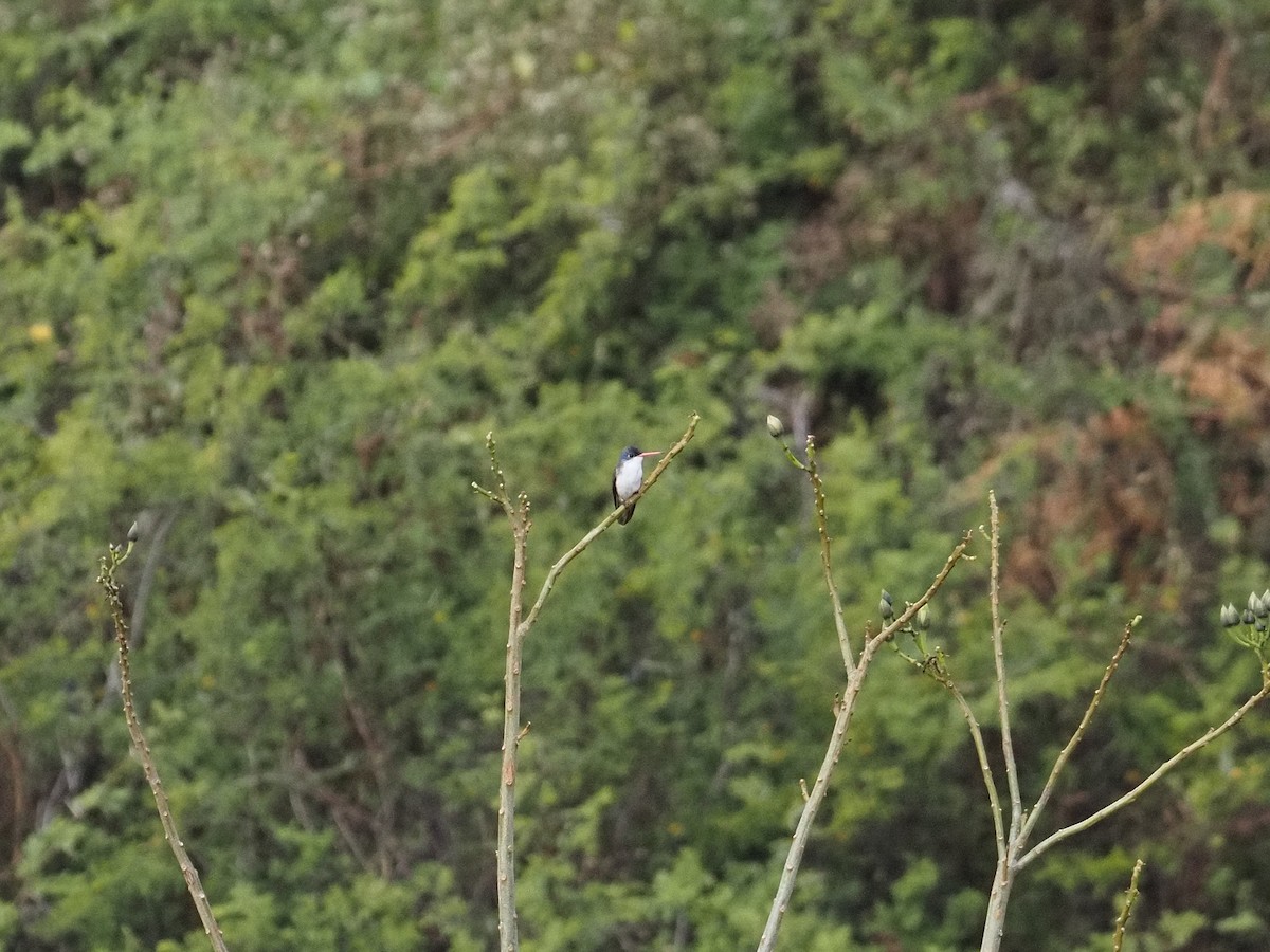 Violet-crowned Hummingbird - ML646709564