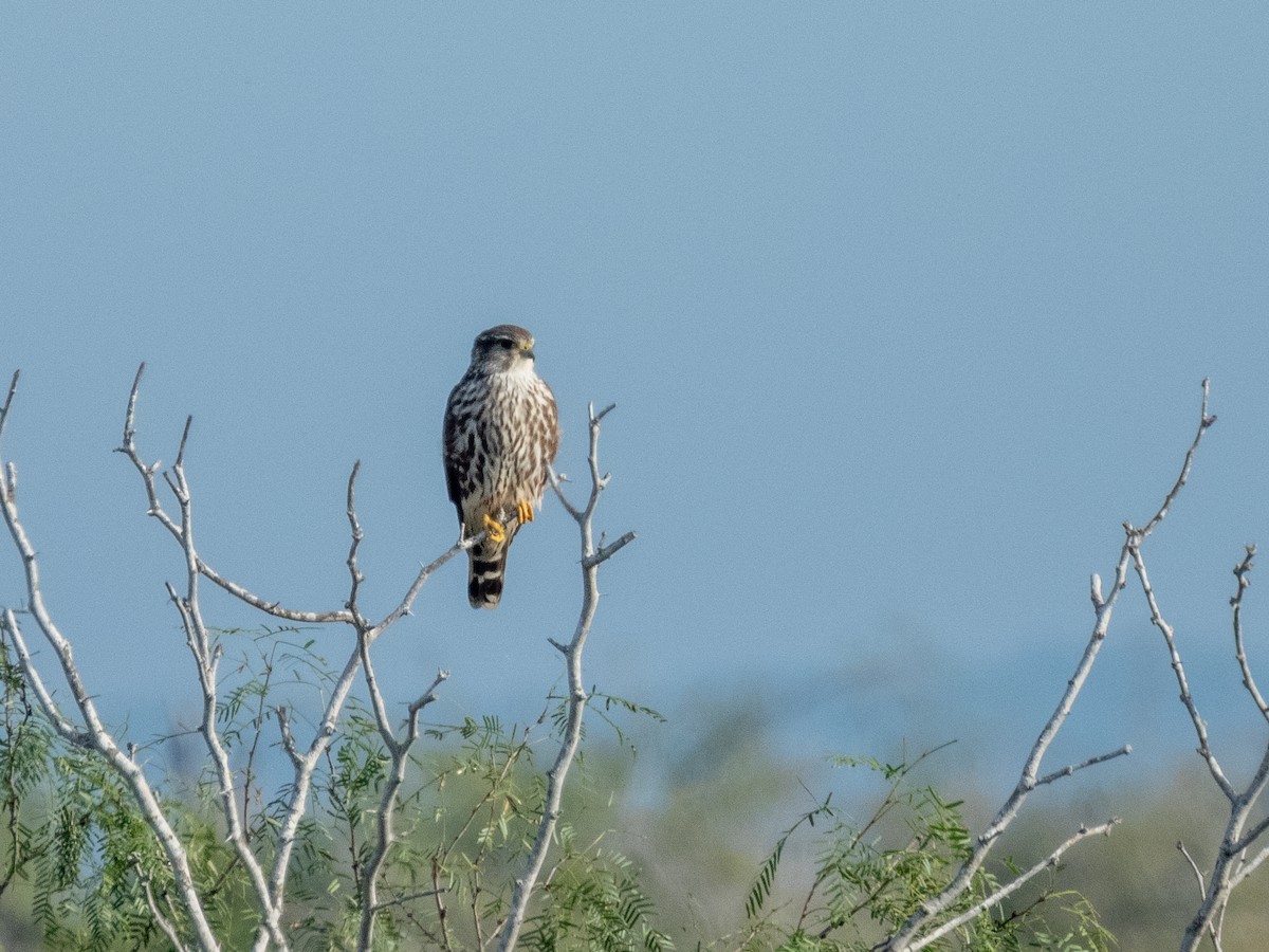 Boz Doğan - ML646709565