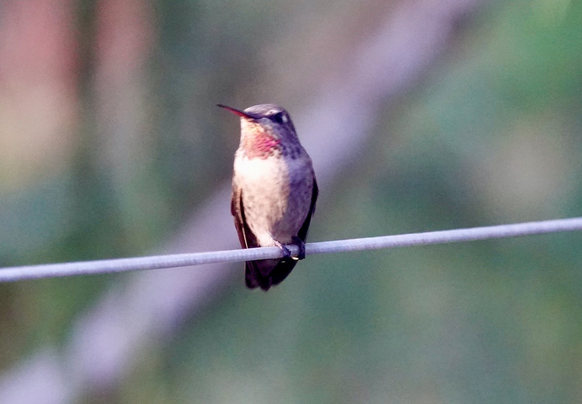 Каліпта рубіновоголова - ML646709567