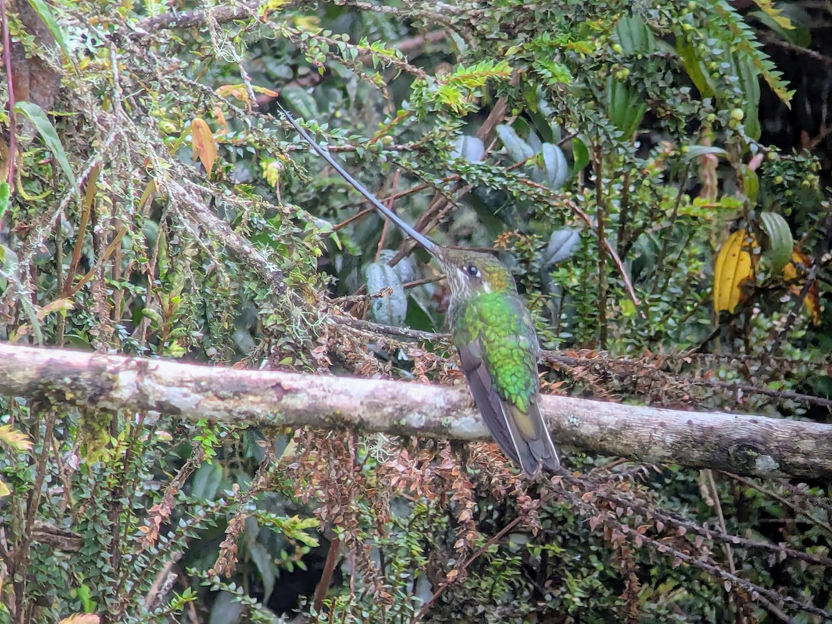Sword-billed Hummingbird - ML646709581