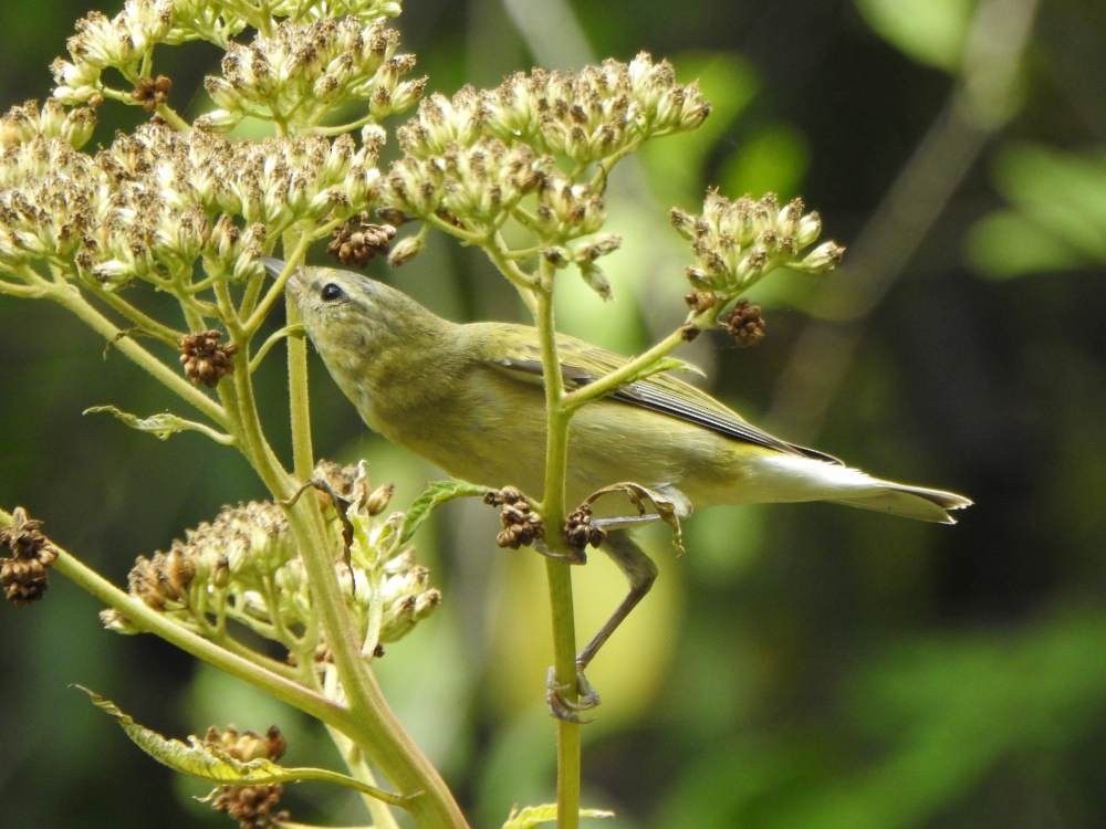 סבכון טנסי - ML646709582