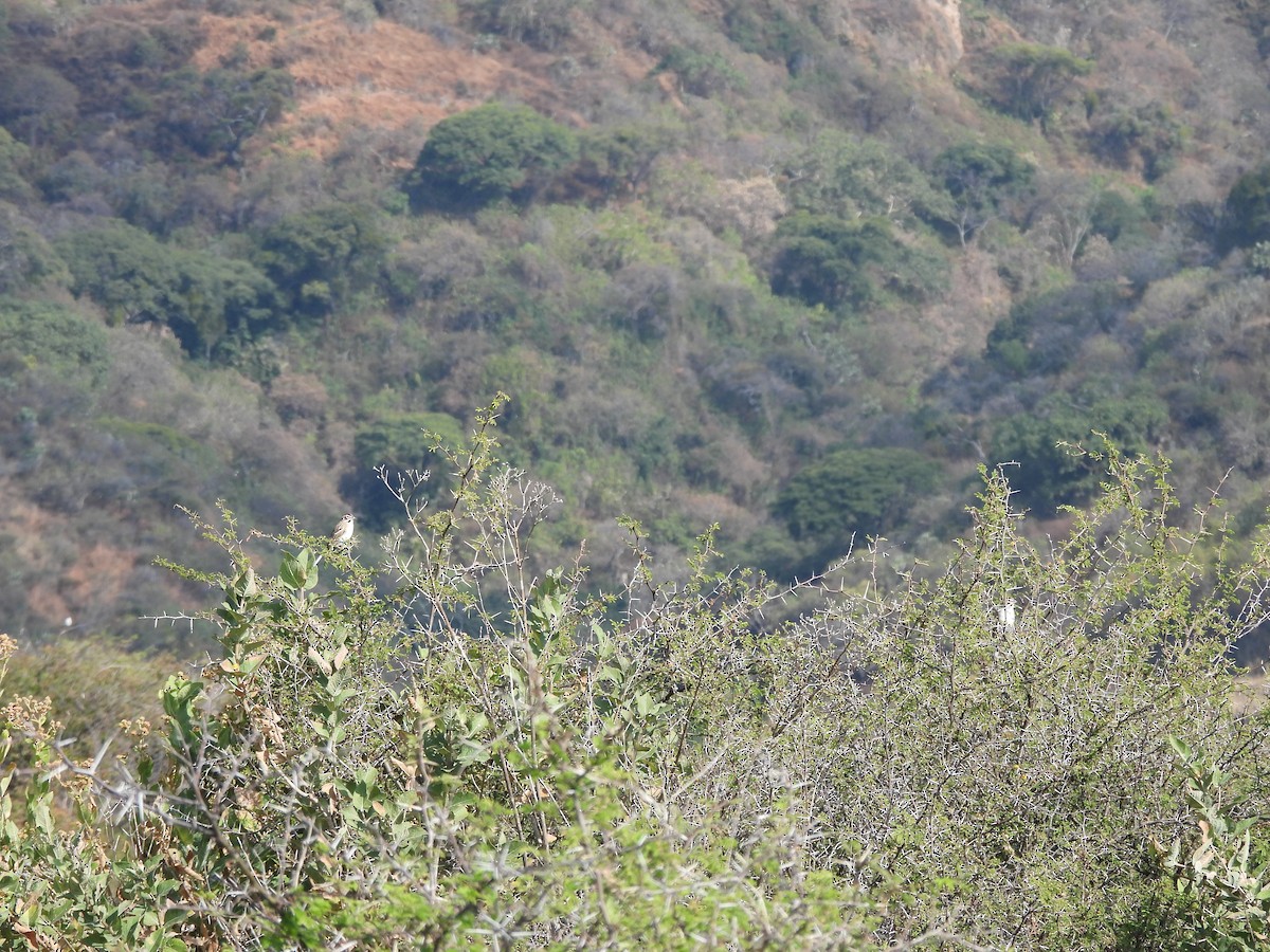 Lark Sparrow - ML646709583